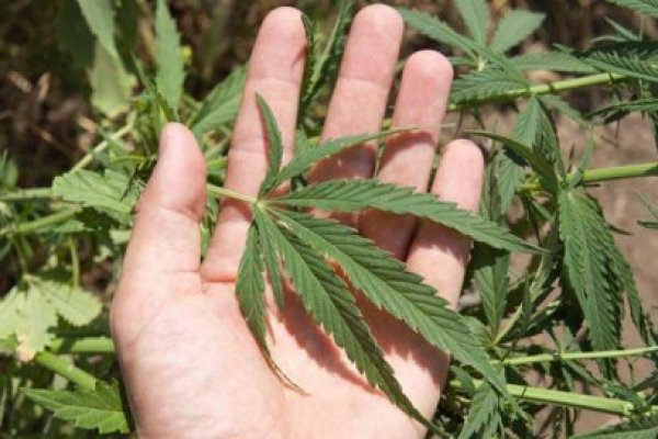 Doi tineri din Constanţa prinşi cu droguri în tren: plantau cannabis în curtea bunicii